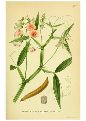 Reproducción/Reproduction 8147576809: Billeder af nordens flora,. København,G.E.C. Gad's forlag,1917-1927.