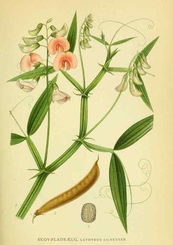 Reproducción/Reproduction 8147576809: Billeder af nordens flora,. København,G.E.C. Gad's forlag,1917-1927.