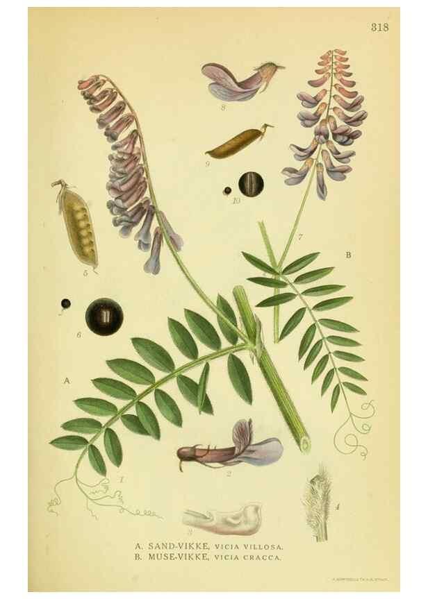 Reproducción/Reproduction 8147609892: Billeder af nordens flora,. København,G.E.C. Gad's forlag,1917-1927.