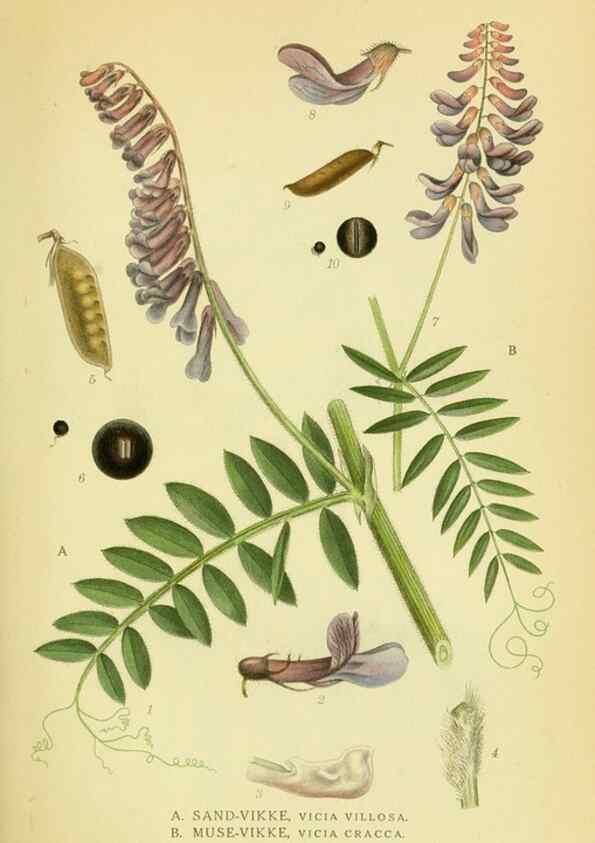 Reproducción/Reproduction 8147609892: Billeder af nordens flora,. København,G.E.C. Gad's forlag,1917-1927.