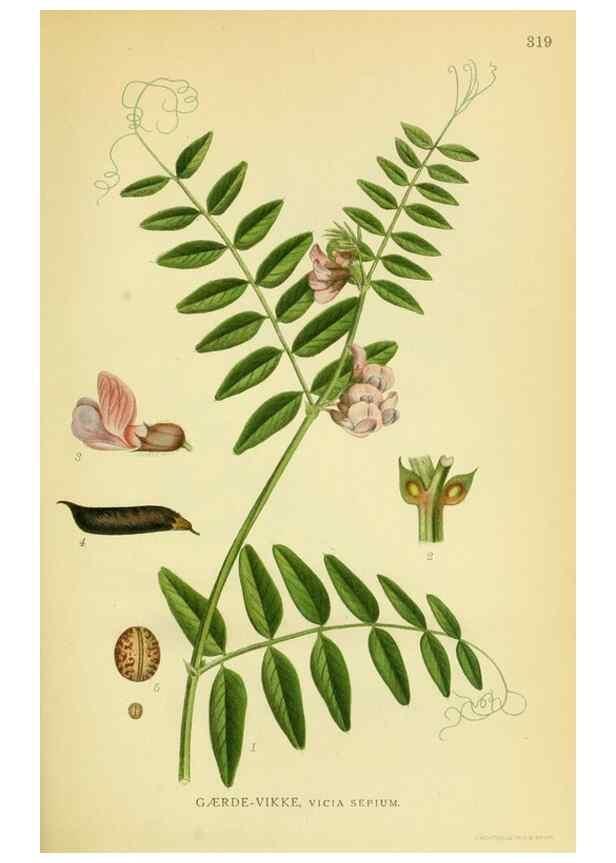 Reproducción/Reproduction 8147610356: Billeder af nordens flora,. København,G.E.C. Gad's forlag,1917-1927.