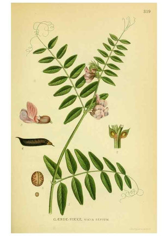 Reproducción/Reproduction 8147610356: Billeder af nordens flora,. København,G.E.C. Gad's forlag,1917-1927.