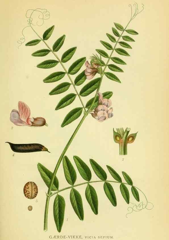 Reproducción/Reproduction 8147610356: Billeder af nordens flora,. København,G.E.C. Gad's forlag,1917-1927.