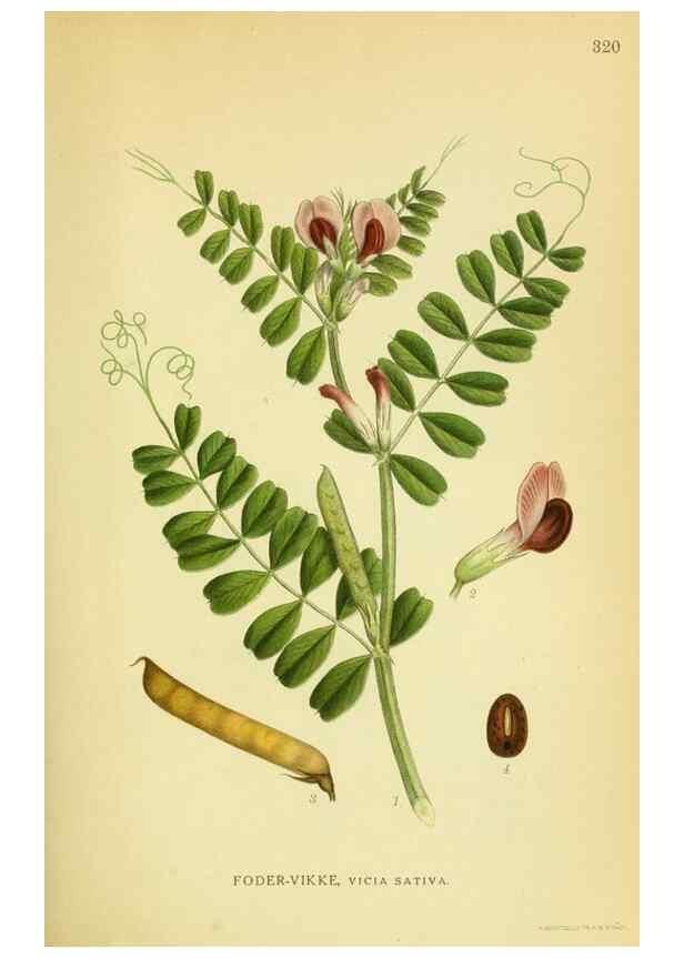 Reproducción/Reproduction 8147610866: Billeder af nordens flora,. København,G.E.C. Gad's forlag,1917-1927.