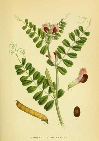 Reproducción/Reproduction 8147610866: Billeder af nordens flora,. København,G.E.C. Gad's forlag,1917-1927.