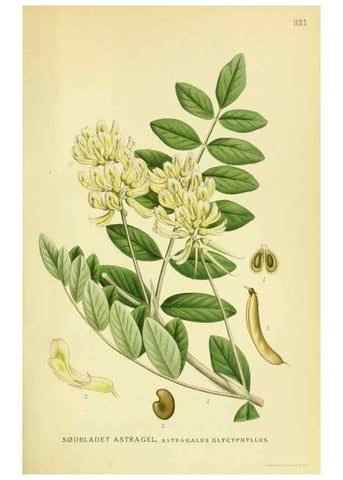 Reproducción/Reproduction 8147611366: Billeder af nordens flora,. København,G.E.C. Gad's forlag,1917-1927.