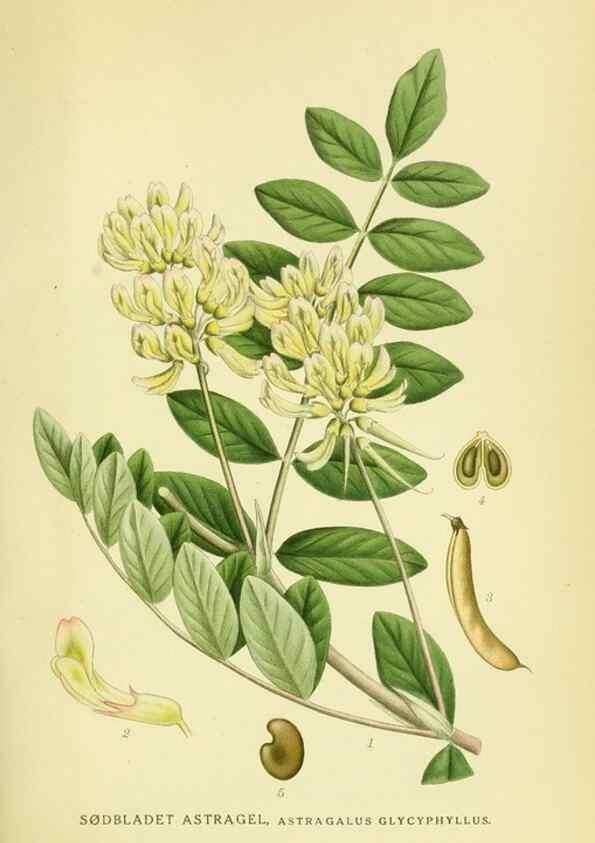 Reproducción/Reproduction 8147611366: Billeder af nordens flora,. København,G.E.C. Gad's forlag,1917-1927.