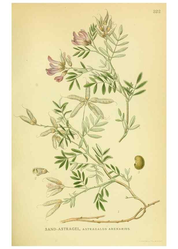 Reproducción/Reproduction 8147611902: Billeder af nordens flora,. København,G.E.C. Gad's forlag,1917-1927.