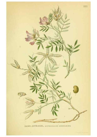 Reproducción/Reproduction 8147611902: Billeder af nordens flora,. København,G.E.C. Gad's forlag,1917-1927.
