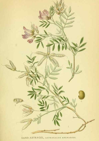 Reproducción/Reproduction 8147611902: Billeder af nordens flora,. København,G.E.C. Gad's forlag,1917-1927.
