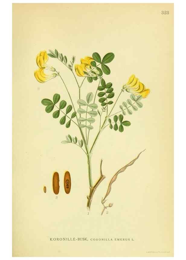 Reproducción/Reproduction 8147612398: Billeder af nordens flora,. København,G.E.C. Gad's forlag,1917-1927.