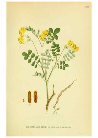 Reproducción/Reproduction 8147612398: Billeder af nordens flora,. København,G.E.C. Gad's forlag,1917-1927.