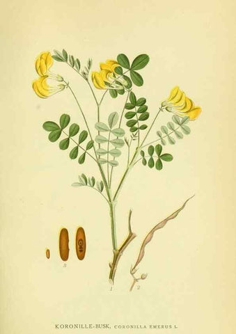 Reproducción/Reproduction 8147612398: Billeder af nordens flora,. København,G.E.C. Gad's forlag,1917-1927.