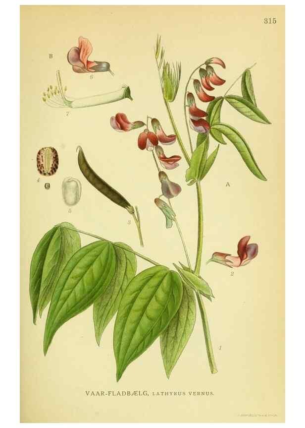Reproducción/Reproduction 8147608290: Billeder af nordens flora,. København,G.E.C. Gad's forlag,1917-1927.