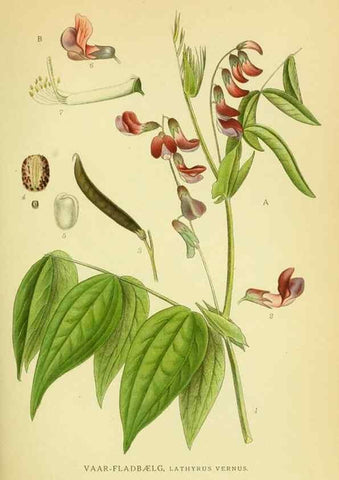 Reproducción/Reproduction 8147608290: Billeder af nordens flora,. København,G.E.C. Gad's forlag,1917-1927.