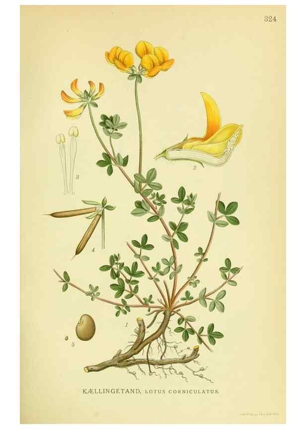 Reproducción/Reproduction 8147580085: Billeder af nordens flora,. København,G.E.C. Gad's forlag,1917-1927.