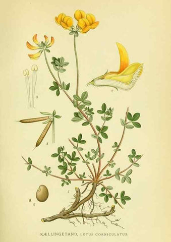Reproducción/Reproduction 8147580085: Billeder af nordens flora,. København,G.E.C. Gad's forlag,1917-1927.
