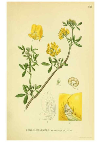 Reproducción/Reproduction 8147613788: Billeder af nordens flora,. København,G.E.C. Gad's forlag,1917-1927.