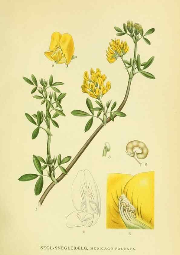 Reproducción/Reproduction 8147613788: Billeder af nordens flora,. København,G.E.C. Gad's forlag,1917-1927.