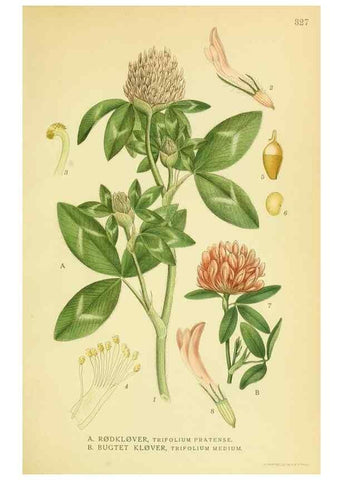 Reproducción/Reproduction 8147614290: Billeder af nordens flora,. København,G.E.C. Gad's forlag,1917-1927.