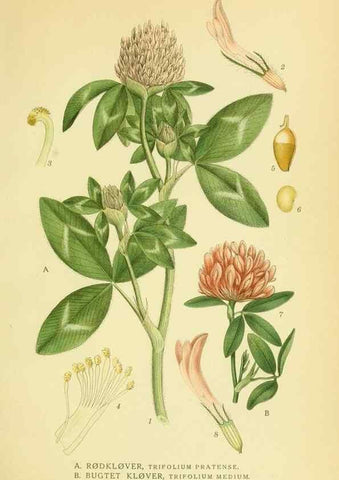 Reproducción/Reproduction 8147614290: Billeder af nordens flora,. København,G.E.C. Gad's forlag,1917-1927.
