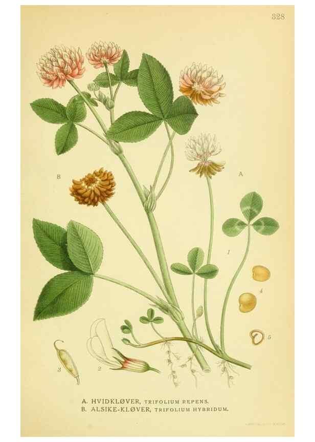 Reproducción/Reproduction 8147581919: Billeder af nordens flora,. København,G.E.C. Gad's forlag,1917-1927.