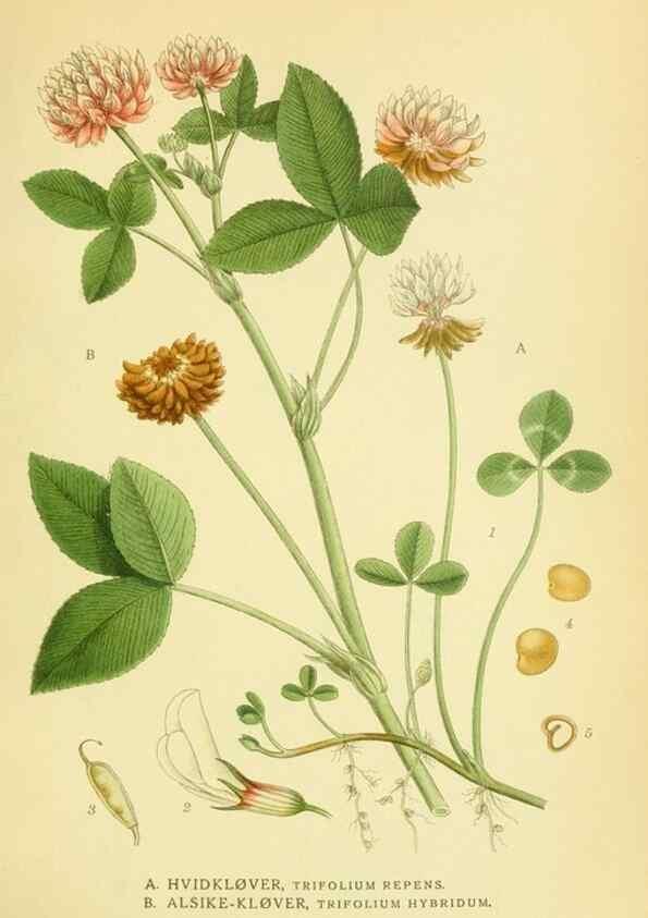 Reproducción/Reproduction 8147581919: Billeder af nordens flora,. København,G.E.C. Gad's forlag,1917-1927.