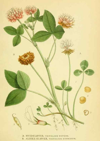 Reproducción/Reproduction 8147581919: Billeder af nordens flora,. København,G.E.C. Gad's forlag,1917-1927.