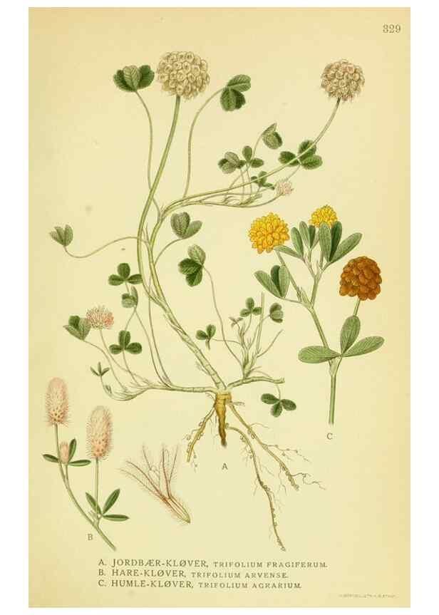 Reproducción/Reproduction 8147615270: Billeder af nordens flora,. København,G.E.C. Gad's forlag,1917-1927.