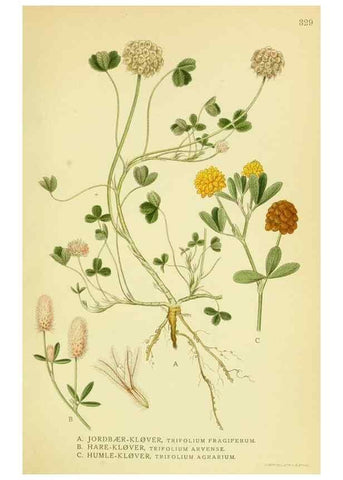 Reproducción/Reproduction 8147615270: Billeder af nordens flora,. København,G.E.C. Gad's forlag,1917-1927.