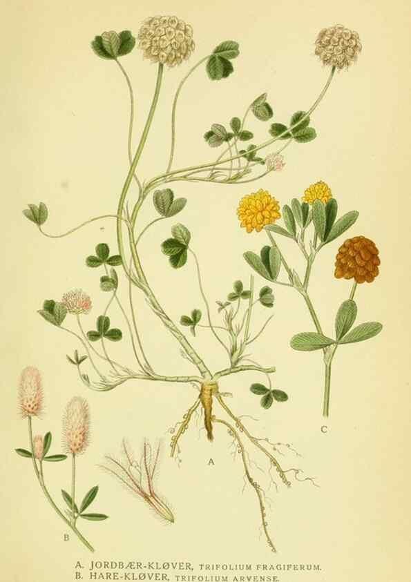 Reproducción/Reproduction 8147615270: Billeder af nordens flora,. København,G.E.C. Gad's forlag,1917-1927.