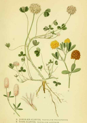 Reproducción/Reproduction 8147615270: Billeder af nordens flora,. København,G.E.C. Gad's forlag,1917-1927.