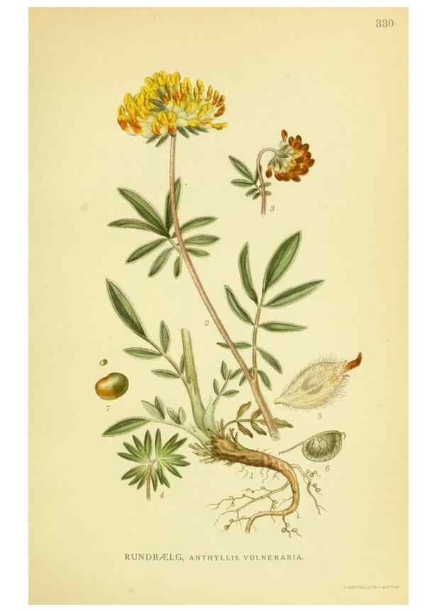 Reproducción/Reproduction 8147615732: Billeder af nordens flora,. København,G.E.C. Gad's forlag,1917-1927.