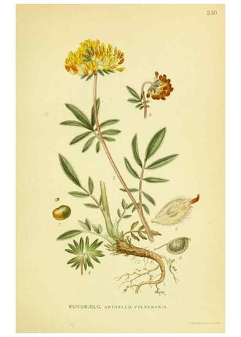 Reproducción/Reproduction 8147615732: Billeder af nordens flora,. København,G.E.C. Gad's forlag,1917-1927.