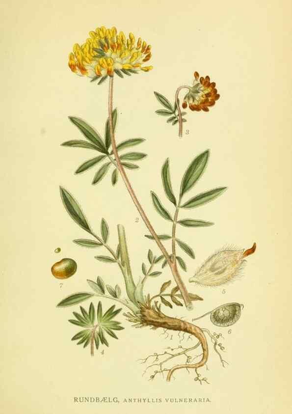 Reproducción/Reproduction 8147615732: Billeder af nordens flora,. København,G.E.C. Gad's forlag,1917-1927.