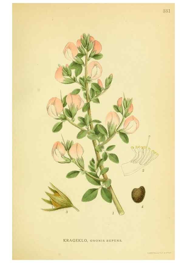 Reproducción/Reproduction 8147616124: Billeder af nordens flora,. København,G.E.C. Gad's forlag,1917-1927.