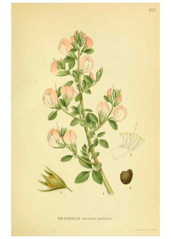 Reproducción/Reproduction 8147616124: Billeder af nordens flora,. København,G.E.C. Gad's forlag,1917-1927.