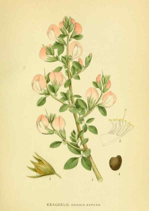 Reproducción/Reproduction 8147616124: Billeder af nordens flora,. København,G.E.C. Gad's forlag,1917-1927.