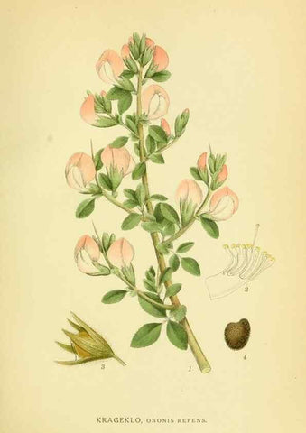 Reproducción/Reproduction 8147616124: Billeder af nordens flora,. København,G.E.C. Gad's forlag,1917-1927.