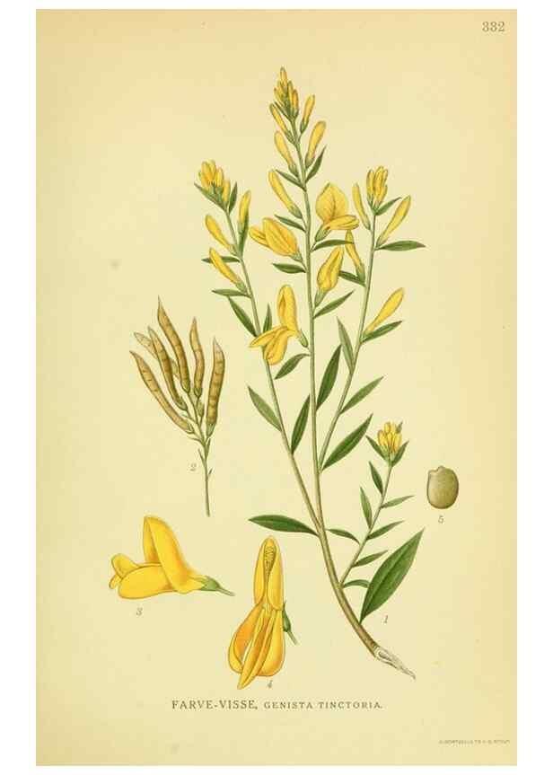 Reproducción/Reproduction 8147583765: Billeder af nordens flora,. København,G.E.C. Gad's forlag,1917-1927.