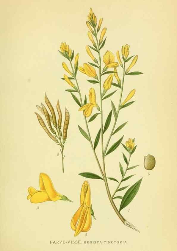 Reproducción/Reproduction 8147583765: Billeder af nordens flora,. København,G.E.C. Gad's forlag,1917-1927.