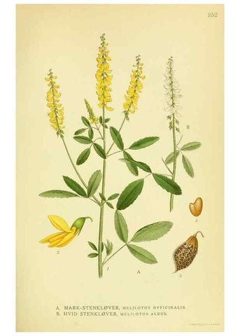Reproducción/Reproduction 8147580503: Billeder af nordens flora,. København,G.E.C. Gad's forlag,1917-1927.