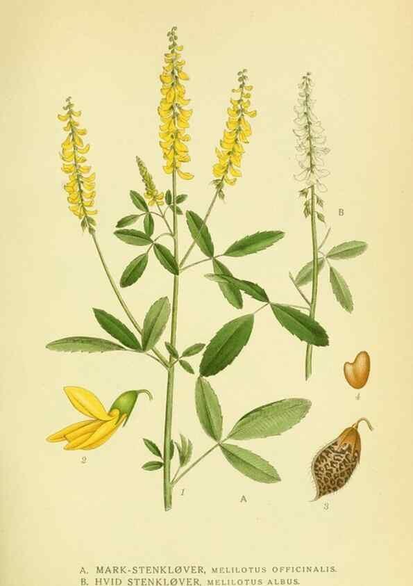 Reproducción/Reproduction 8147580503: Billeder af nordens flora,. København,G.E.C. Gad's forlag,1917-1927.