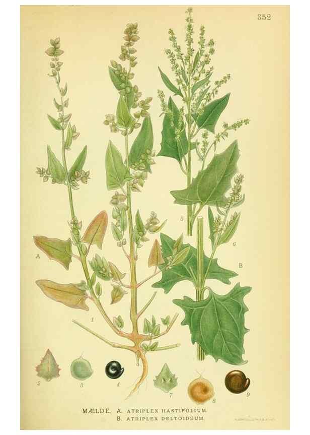 Reproducción/Reproduction 8147593427: Billeder af nordens flora,. København,G.E.C. Gad's forlag,1917-1927.