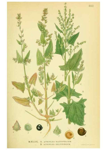 Reproducción/Reproduction 8147593427: Billeder af nordens flora,. København,G.E.C. Gad's forlag,1917-1927.