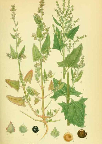 Reproducción/Reproduction 8147593427: Billeder af nordens flora,. København,G.E.C. Gad's forlag,1917-1927.