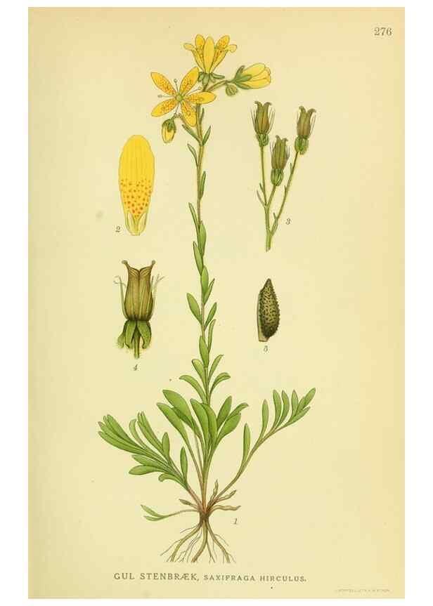 Reproducción/Reproduction 8147556733: Billeder af nordens flora,. København,G.E.C. Gad's forlag,1917-1927.