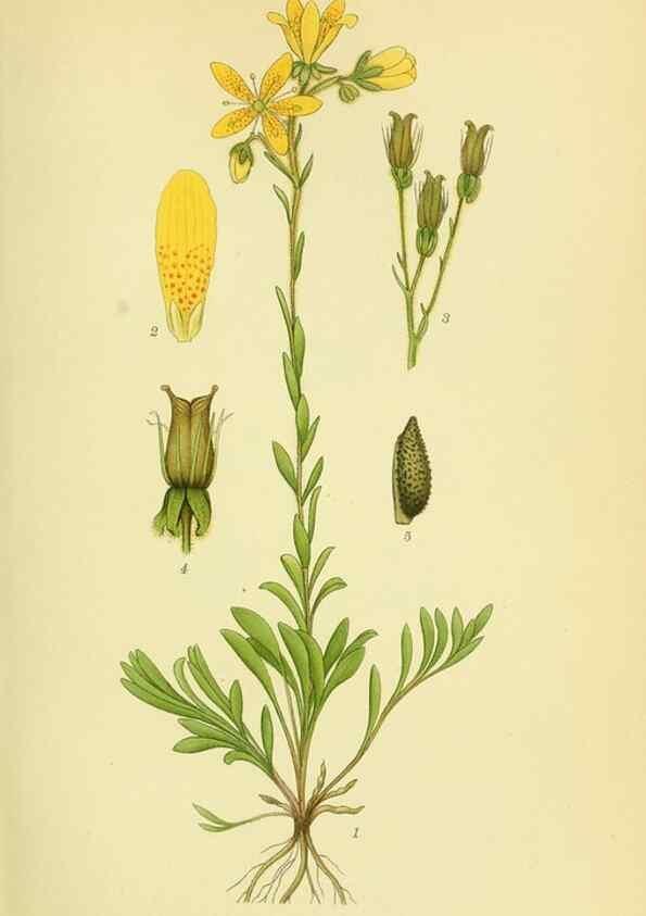 Reproducción/Reproduction 8147556733: Billeder af nordens flora,. København,G.E.C. Gad's forlag,1917-1927.