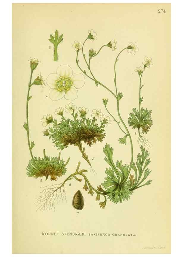 Reproducción/Reproduction 8147555695: Billeder af nordens flora,. København,G.E.C. Gad's forlag,1917-1927.