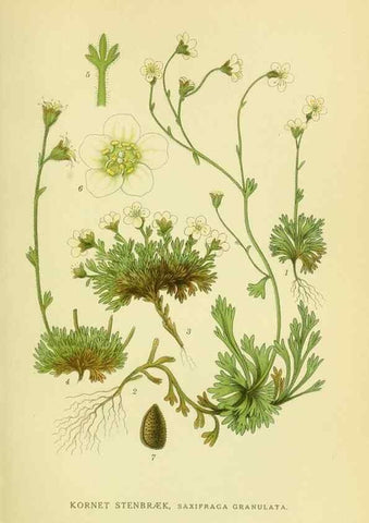 Reproducción/Reproduction 8147555695: Billeder af nordens flora,. København,G.E.C. Gad's forlag,1917-1927.